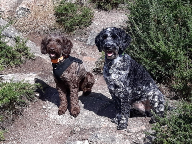 Mabel & Bertie